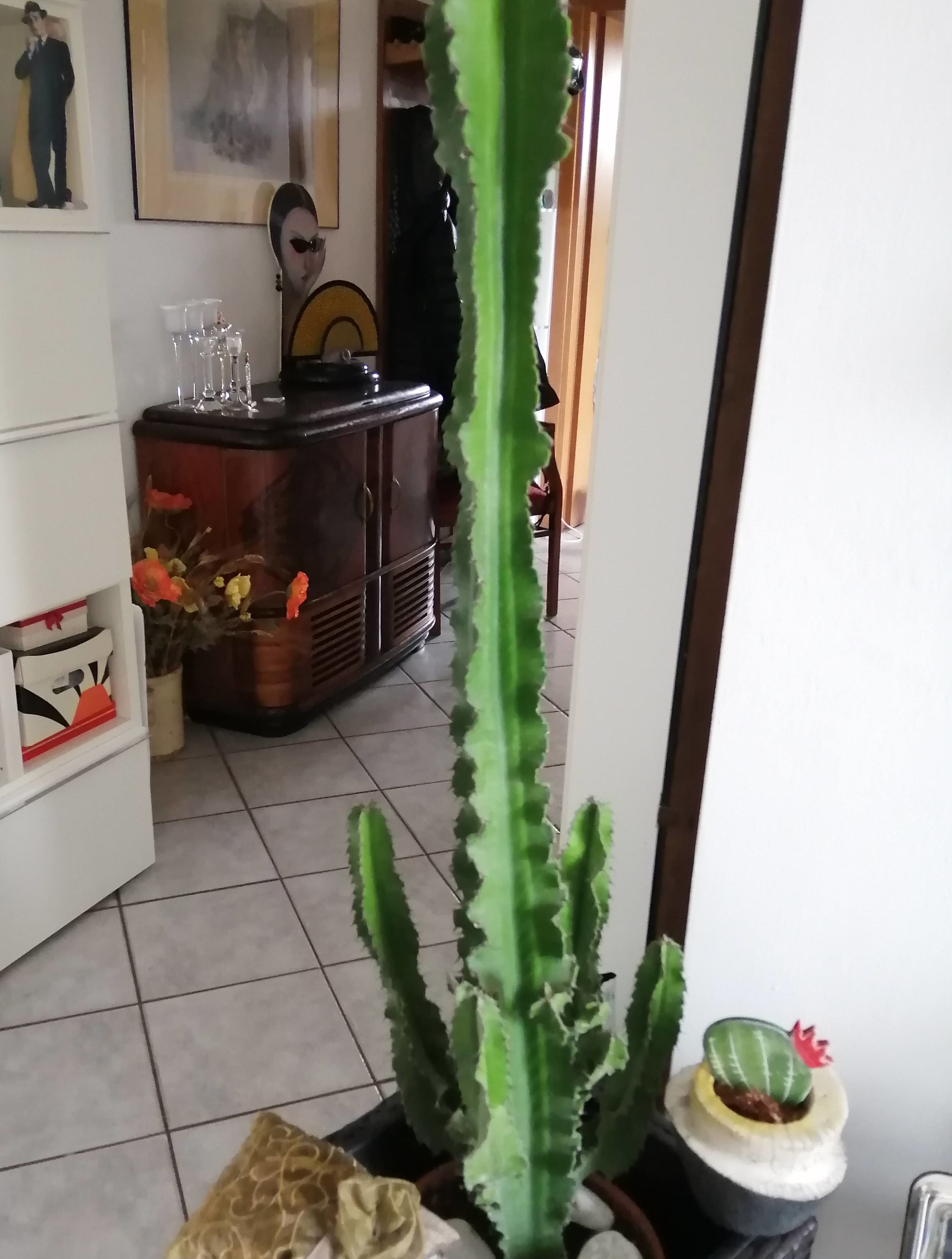 cactus1.jpg