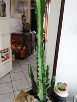 cactus1.jpg