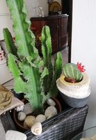 cactus2.jpg